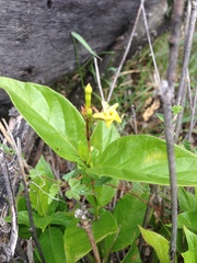 Mandevilla foliosa