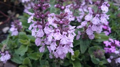 Stachys vulnerabilis