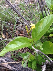 Mandevilla foliosa