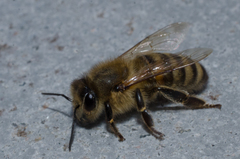 Apis mellifera