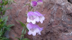 Penstemon leonensis
