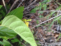 Mandevilla foliosa