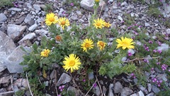 Grindelia greenmanii