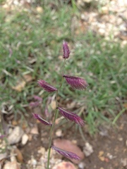 Bouteloua chondrosioides
