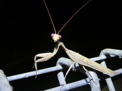 Sphodropoda quinquedens