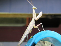 Sphodropoda quinquedens