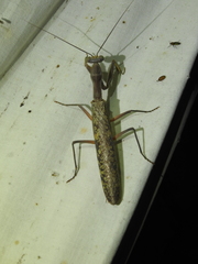 Sphodropoda quinquedens