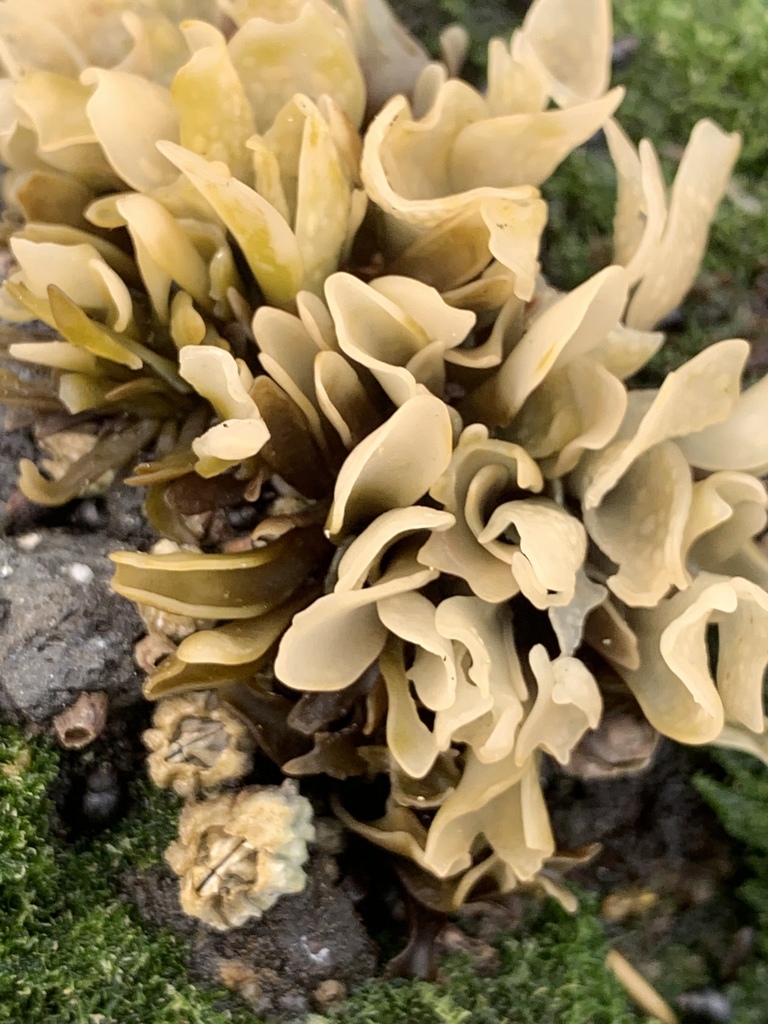 Mazzaella parksii
