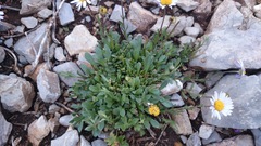 Astranthium beamanii