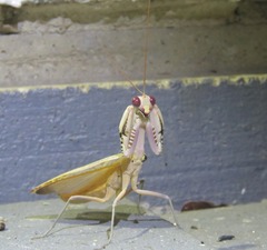 Sphodropoda quinquedens