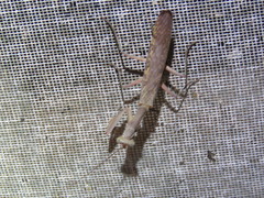 Sphodropoda quinquedens