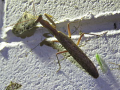 Sphodropoda quinquedens