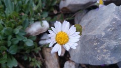 Astranthium beamanii