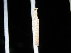 Sphodropoda quinquedens