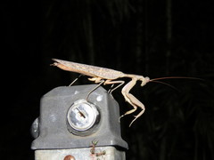 Sphodropoda quinquedens