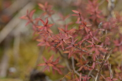 Leucopogon fasciculatus