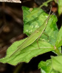 Atractomorpha psittacina