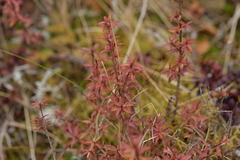 Leucopogon fasciculatus