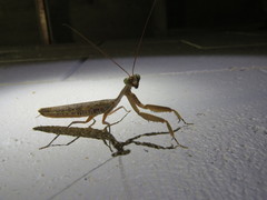 Sphodropoda quinquedens