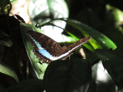 Tanaecia calliphorus