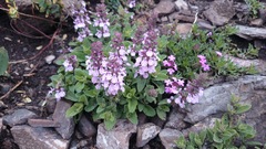 Stachys vulnerabilis