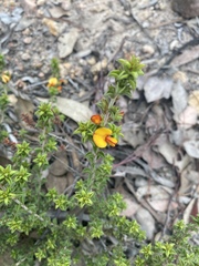 Pultenaea procumbens