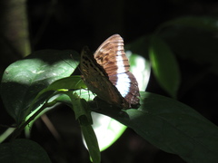 Tanaecia calliphorus
