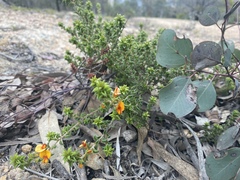 Pultenaea procumbens