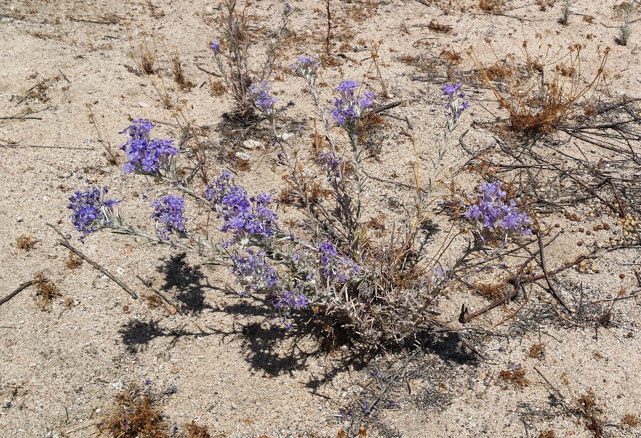 Eriastrum densifolium ssp. sanctorum