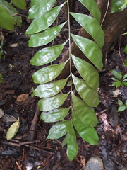 Zamia obliqua