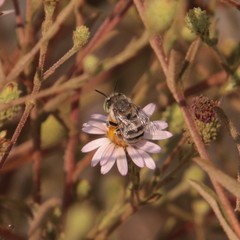 Anthophora curta