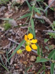Aspicarpa hirtella