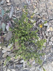 Pultenaea procumbens