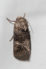 Copanarta aurea