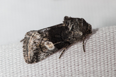 Copanarta aurea