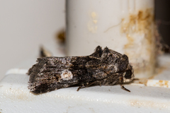 Copanarta aurea