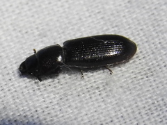 Tenebroides laticollis