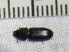 Tenebroides laticollis