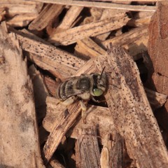 Anthophora curta