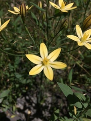 Triteleia ixioides anilina