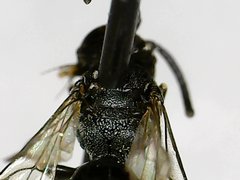 Hylaeus modestus