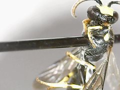 Hylaeus modestus