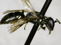 Hylaeus mesillae cressoni