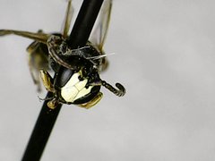 Hylaeus mesillae cressoni