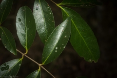 Elaeodendron australe australe