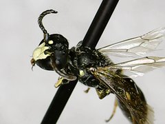 Hylaeus mesillae cressoni