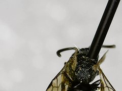 Hylaeus mesillae cressoni