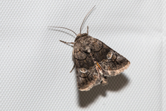 Copanarta aurea