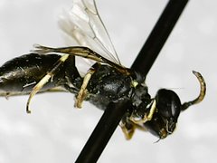 Hylaeus mesillae cressoni