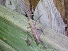 Sphodropoda quinquedens